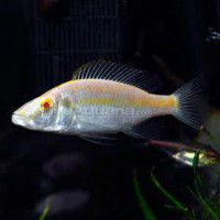 /album/fotogaleria/albino-dimidi-jpg/